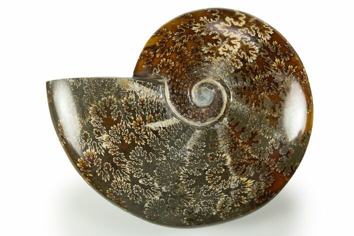 Polished Cretaceous Ammonite (Cleoniceras) Fossil - Madagascar #303907